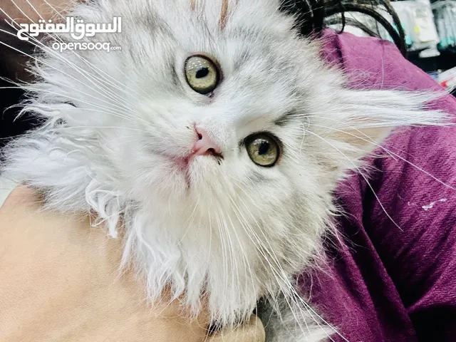 Persian kitten 4 months old female available for rehoming