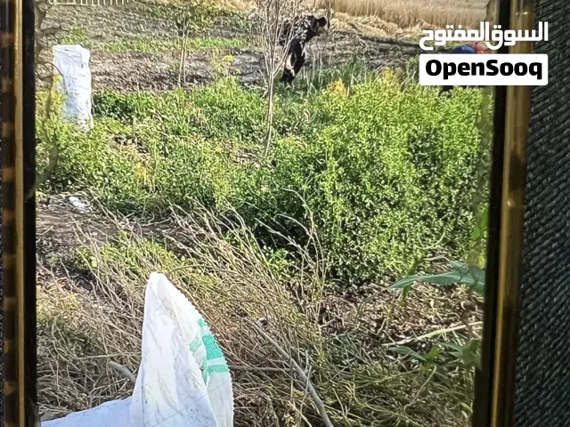 Farm Land for Sale in Zagazig Other