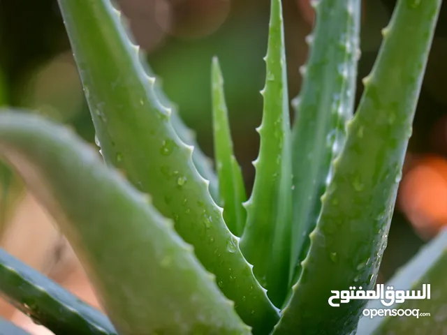 اوليفيرا طبية و زينة جملة و فرط بيع حسب حجم الحبة 0.75 إلى 2.5 بساعد للاشخاص الي عندهم حروق و مفيد