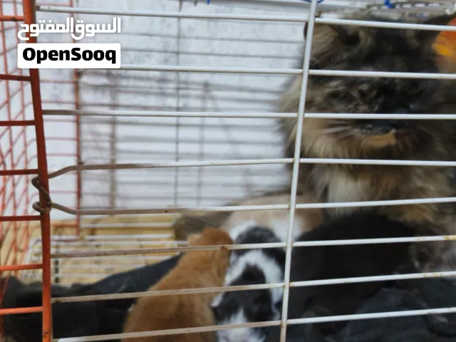 سلام عليكم اخوان قطه شيرازي نادر لون تورتو نادر  وياه كتنات زغار عمر الواحد10 ايام كلهن بصحه تمام