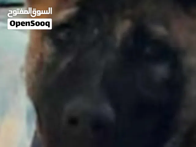 مطلوب جرو انثى جيرمن او مالينو يكون بيور مستوى عالي ويكون سعره من 100 دينار