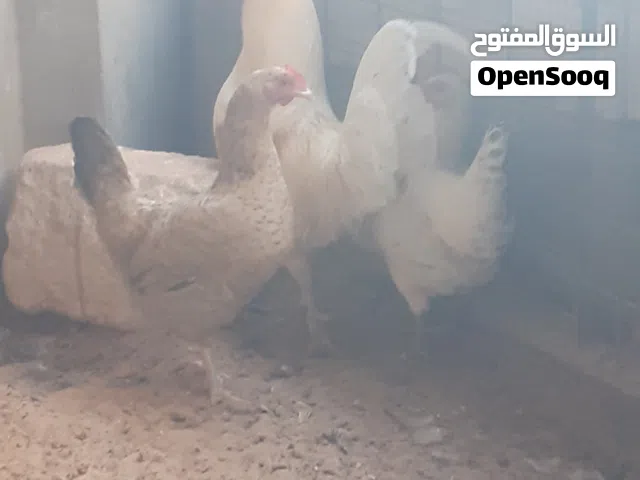 دجاجتين وفروج شارع ولي العهد طريق المطاى