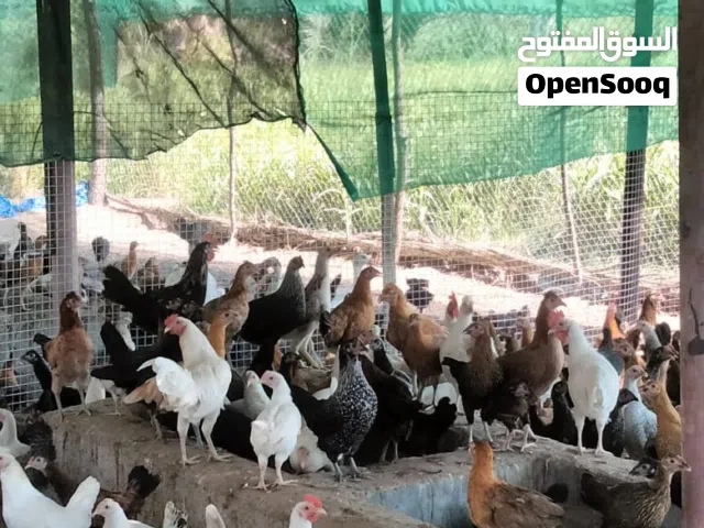 للبيع دجاج عماني بلدي