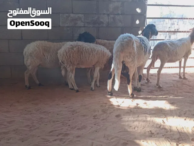 5 نعاج .. فيهم ثلاثه عشار