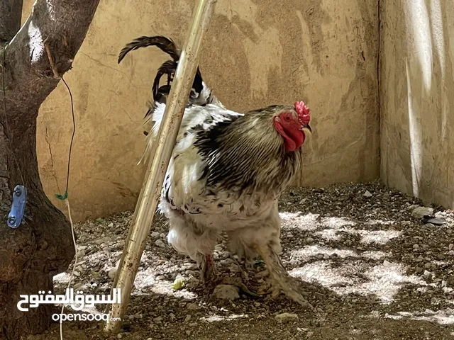 ديك وجاج براهمى نخب