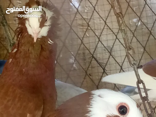 جوز حمام أقر الوصف