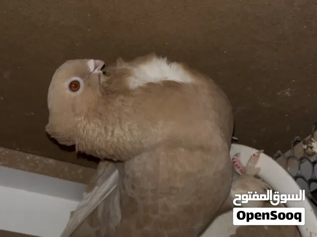 انتايه مصري مصوقرا
