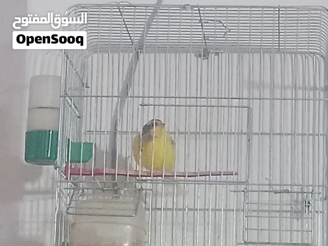 كناري للبيع