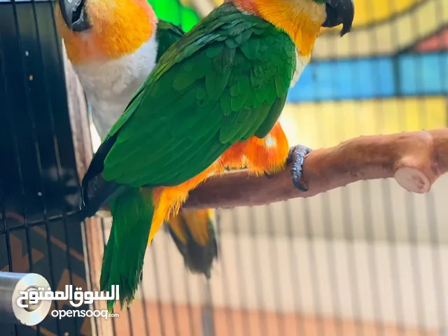 Black head caique pair with DNA test Ready to breed زوج بلاك هيد كايكي مع الفحص جاهزين للإنتاج