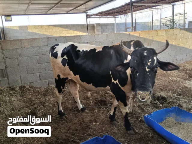 ثيران محليه وجدايا