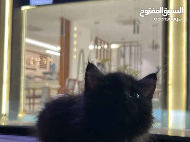 قط شيرازي ذكر عمره 5 شهور