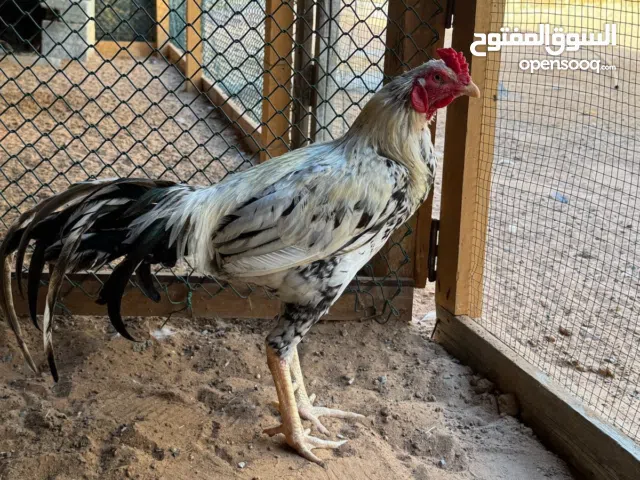 دجاج باكستاني للبيع بصحة جيدة