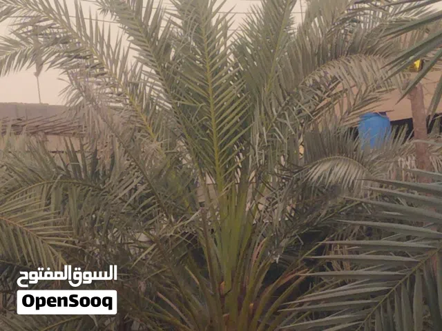 السلام عليكم يوجد لدينا نخل لبيع برحي اكبار وحامله السلام عليكم يوجد لدينا نخل برحي ام والافراخ لبيع