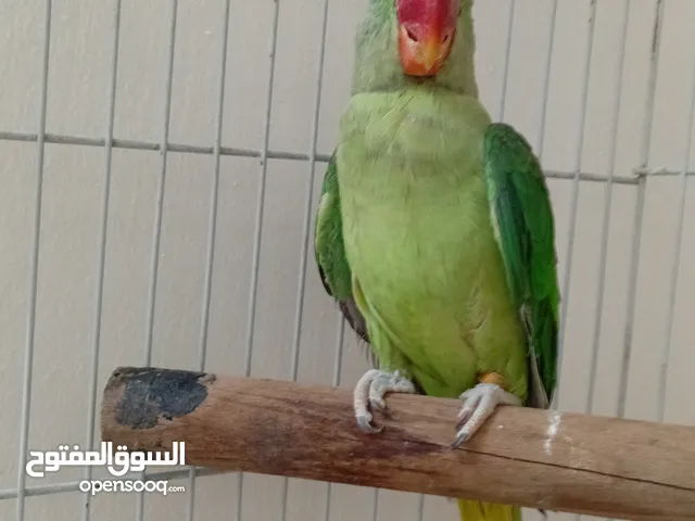 ببغاء كساندرا