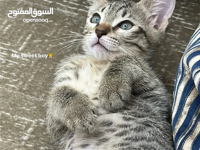 Free adoption Scottish straight male cat 3 months old. Not vaccinated