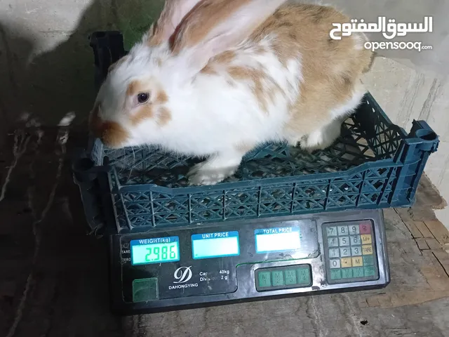 أربع أرانب ذكرين وانثايتين هجين ألماني