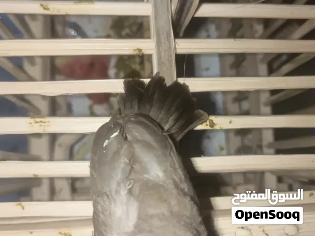 بلابل للبيع
