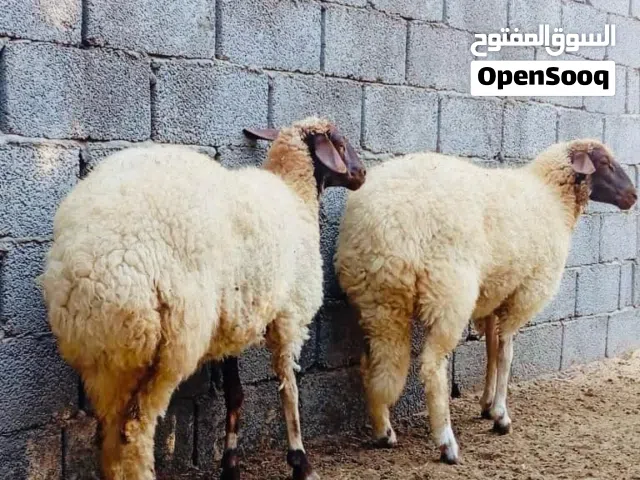 زوز تنيات برقاويات درجة اولى تبارك الرحمن