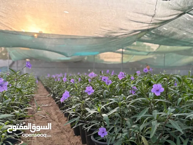 زهور كبيرة وصغيرة مختلفة