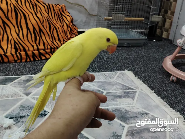 ببغاء دره لو اصفر مميز