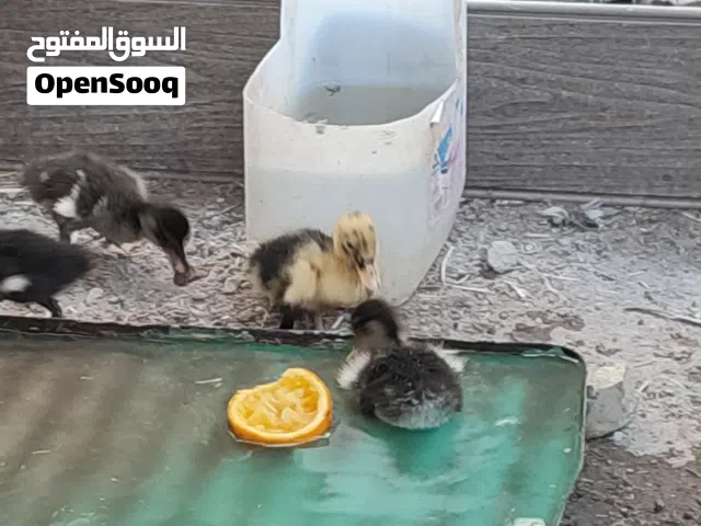 بشوش لعدد 5