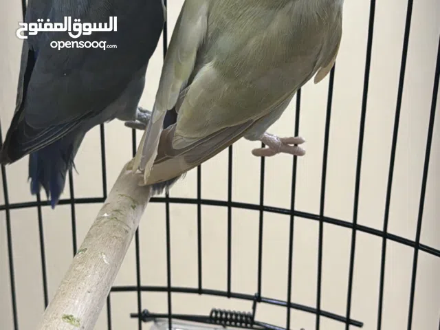 عصافير روز زوجين