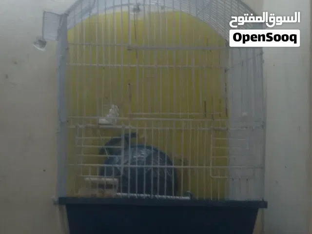 3 أقفاص معلفين بحاله ممتازه للبيع