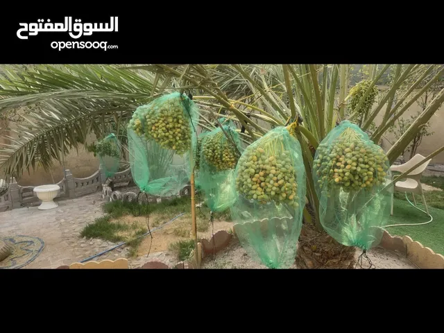 فسائل برحي للبيع مع نخلة بريم حماله للبيع +فسيلة برحي مثمره عدد4 عثوك للبيع