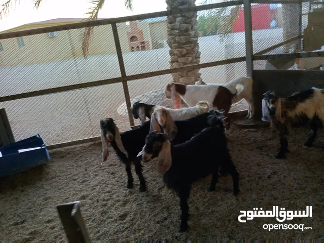 تيوس للبيع وجفار