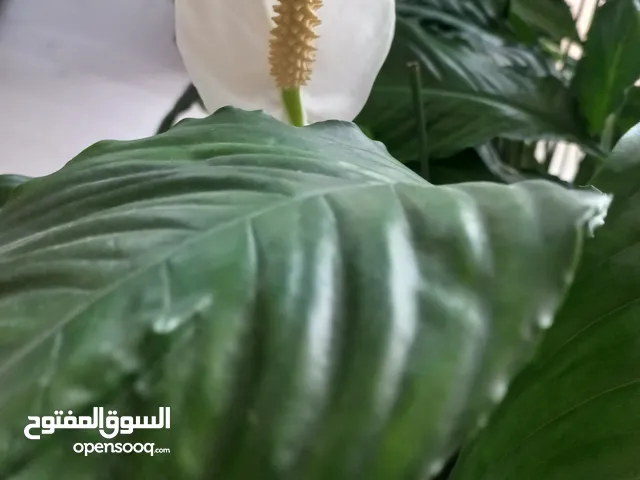 two indoor plants