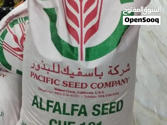 بذور بذار برسيم امريكي كاف 101