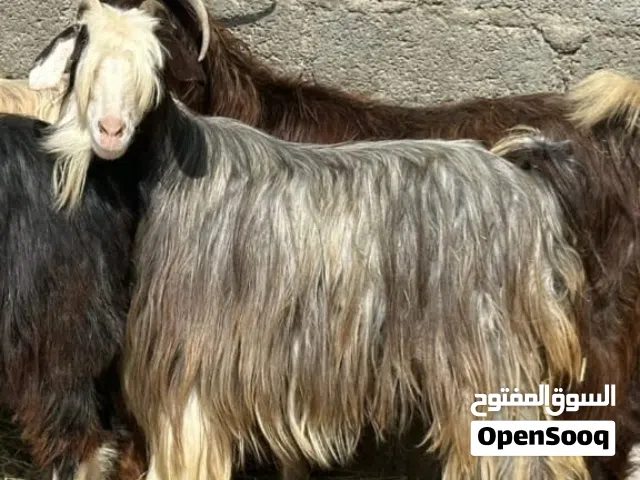 عنز من حلال بني سعيد تتاوم حلال طيب للتربيه كل شي سليم