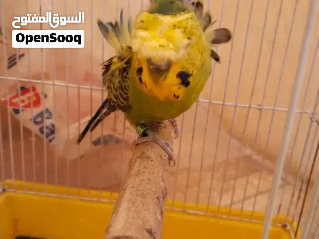 قص عصافير  بادجي فلل شغال