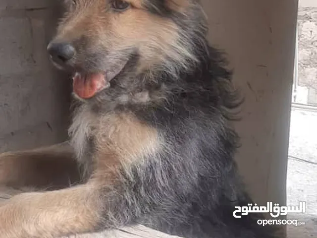 كلب جرمن للبيع