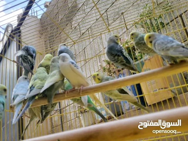متاح ازواج بادجي