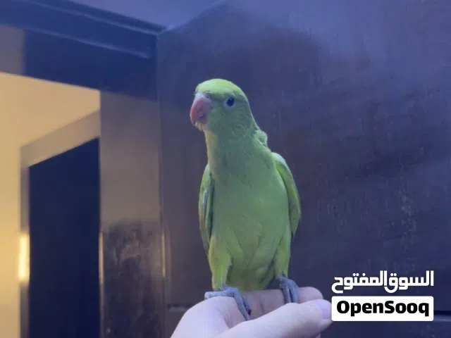 للبيع متو أليف