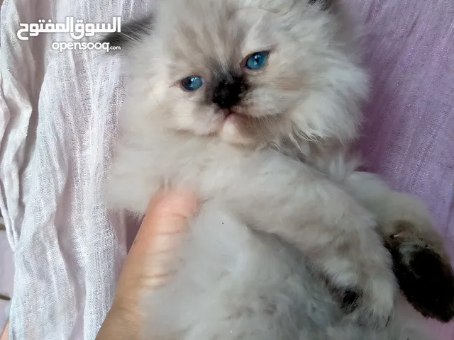 قطه هيمالايا شوكليت بيور عندها 45 يوم