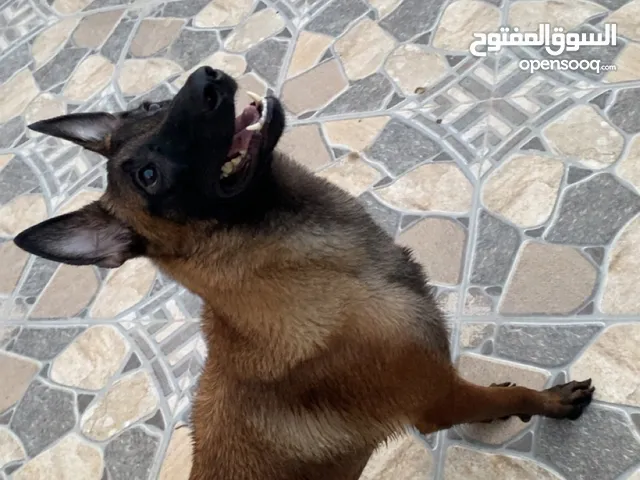 ذكر بلجم بيور للبيع