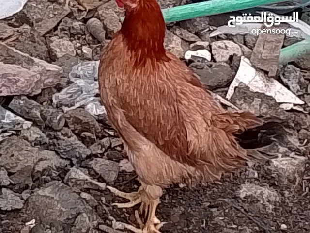 دجاجتين عرب صحه خير من الله مال بيت  
