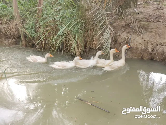 بطوط للبيع 6 بطوط وحده كركه جواه 25 بيضه