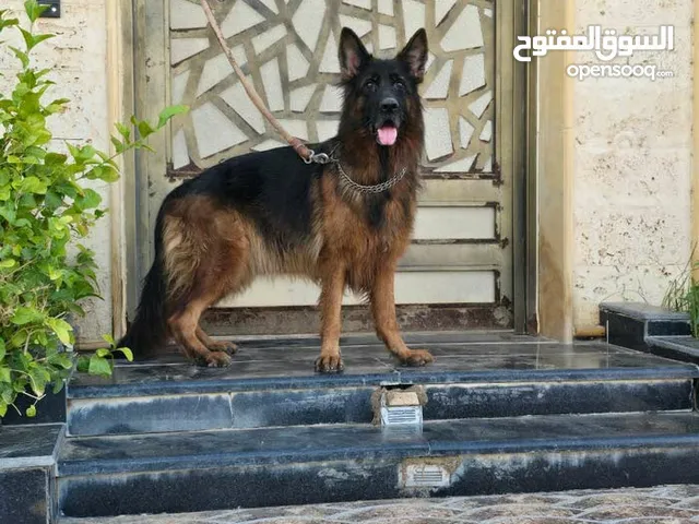 جيرمن شيبرد مستورده فاخره للبيع