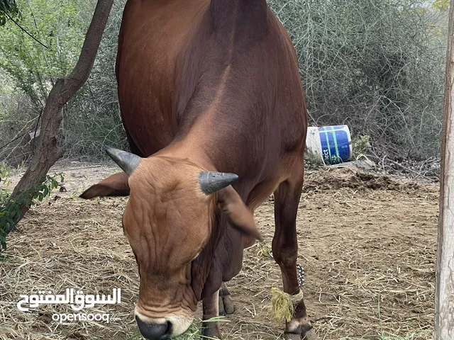 Cow available for eid