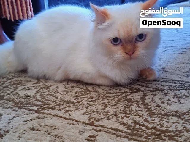 تبني قطوة نثية لعوبة