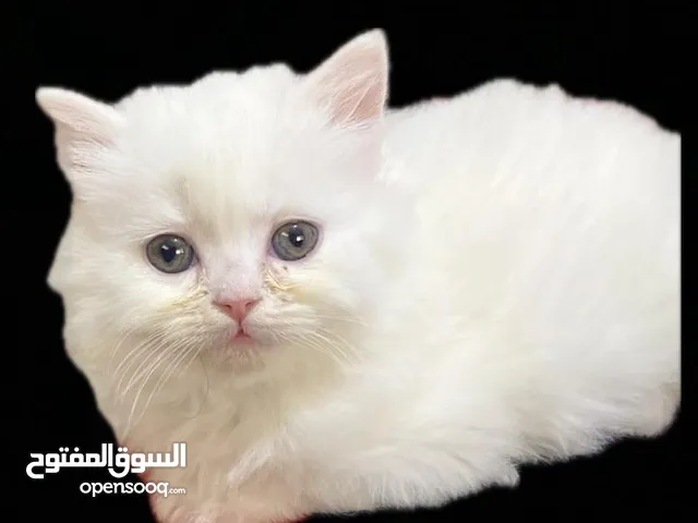 قط شيرازي للبيع