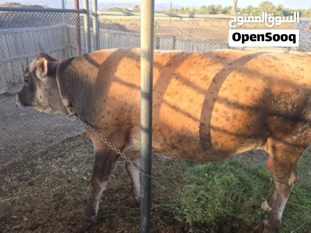 ثور جرسي إقرأ الوصف