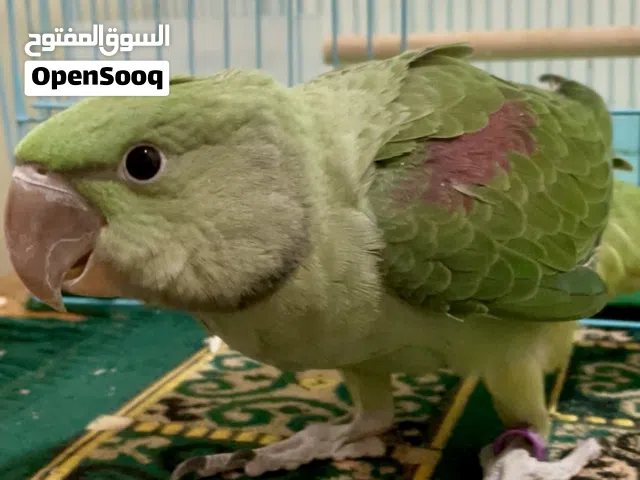 ببغاء نيبالي فرخ