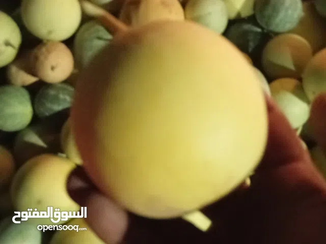 حنظل بلدي وجاف لعلاج المفاضل وآلام الظهر والبواسير وشد الوجه وعلاج مرض السرطان وامراض الطيوار