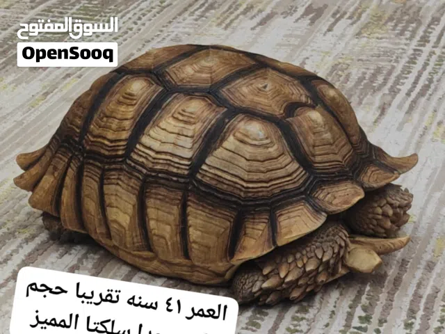 سلكتا ذكر منتج