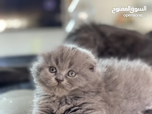سكوتش فولد وسكوتش ستريت لعوبين وهاديين من ام بريتش واب سكوتش فولد مواليد 6/5/2025