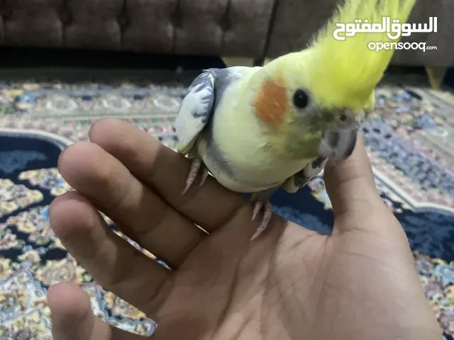 طائر كوكتيل العمر  شهرين ربه اليف العر 40 وبي مجال يصفر وبي نغمات